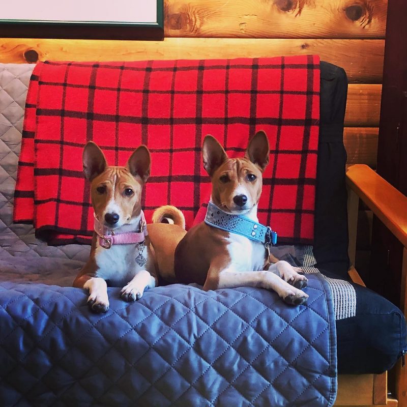 Basenji Puppies for sale
